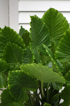 A Lush Tropical Plant Outside A White House