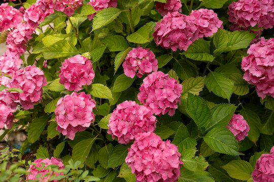A pink hydrangea bush blooms in soft blush and fuchsia.
