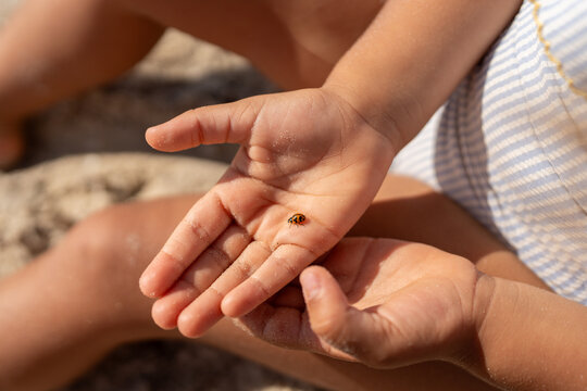 Tiny hands holds a ladybug, its red shell resting gently in palms.