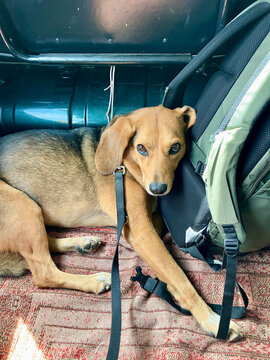 Dog lies close to rucksack in car trunk