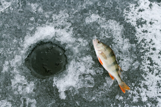 Fish Near Ice Hole