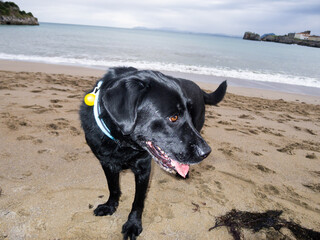 Black labrador retriever walking on the beach enjoying summer vacation