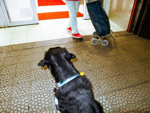 Black labrador dog waiting on a patterned doormat