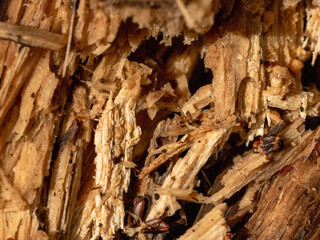 森で分解されていく朽ちた木アップ02