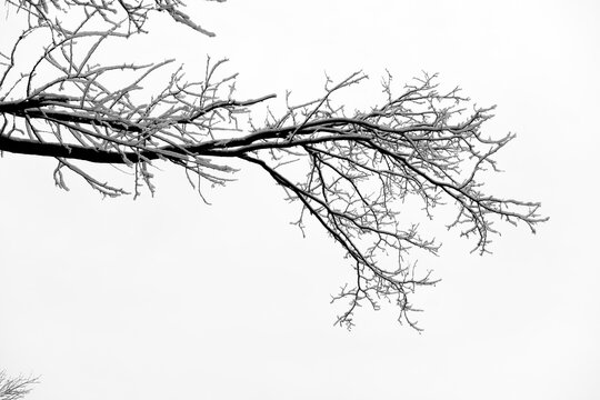 Snow-Covered Branches