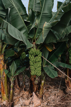 Close-up of Bunch of Green Bananas
