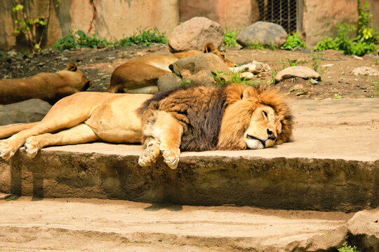 lion in zoo