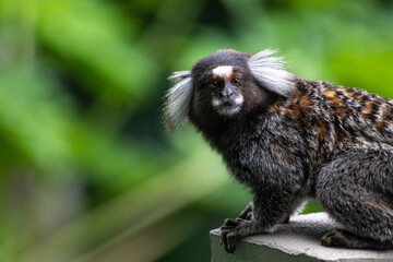 Cute white-tufted common marmoset monkey with a green background in Pão de Açúcar, Rio de...
