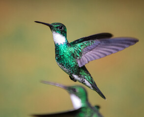 Fototapeta premium White-throated hummingbird flying in Buenos Aires, Argentina (Leucochloris albicolis)
