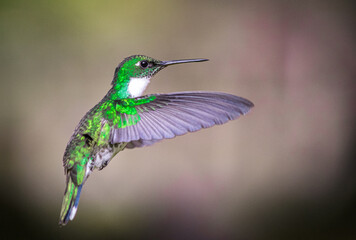 Fototapeta premium White-throated hummingbird flying in Buenos Aires, Argentina (Leucochloris albicolis)