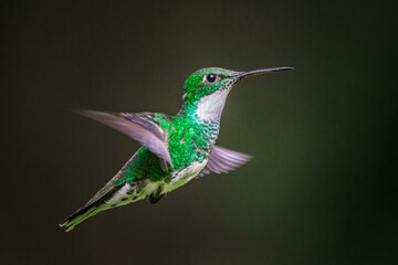 White-throated hummingbird flying in Buenos Aires, Argentina (Leucochloris albicolis)