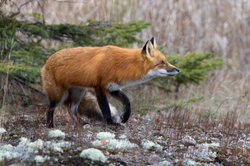 Curious red fox Vulpus vulpus ventures forward in Algonquin Provincial Park Ontario Canada