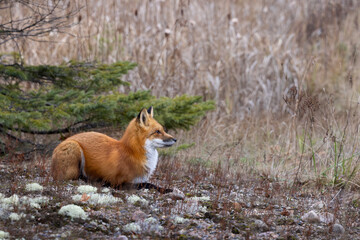 Beautiful red fox Vulpus vulpus resting on moss and lichen in Algonquin Provincial Park Ontario Canada