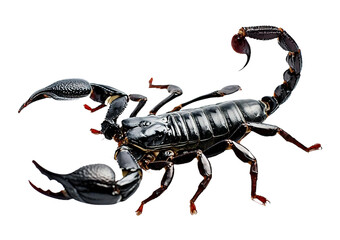 scorpion isolated on white