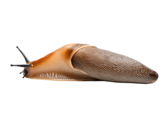 slug isolated on white