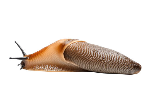 slug isolated on white