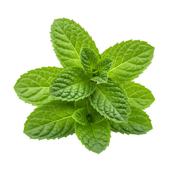 recommend clip art: Fresh spearmint leaves set against a white backdrop. A close-up of mint and peppermint.