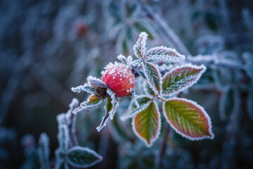 Fototapeta premium Hoarfrost On Rose Hip