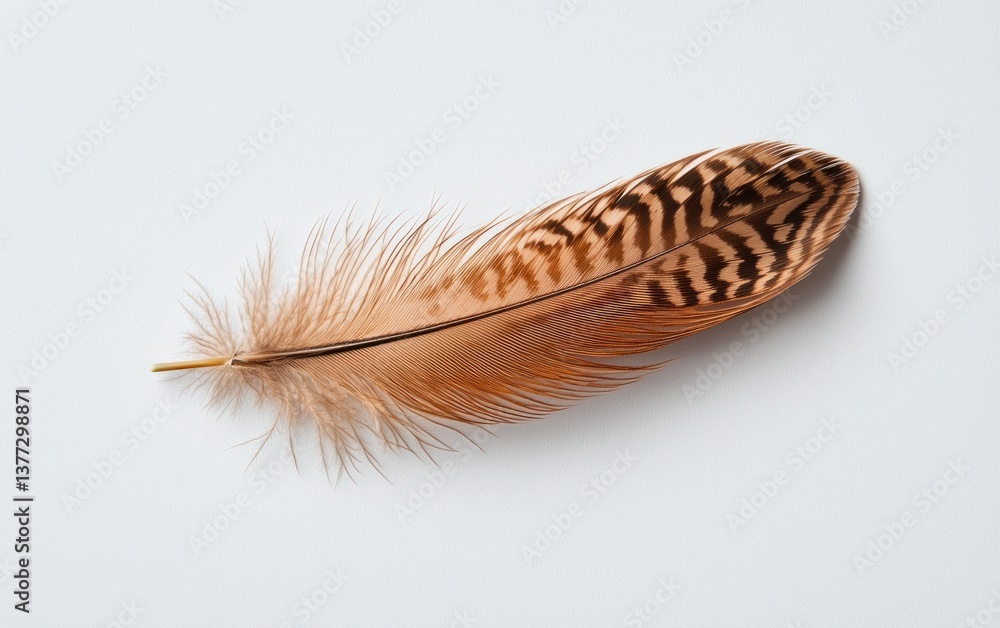 Poster single brown and tan bird feather with intricate markings rests on a light gray background. the feat