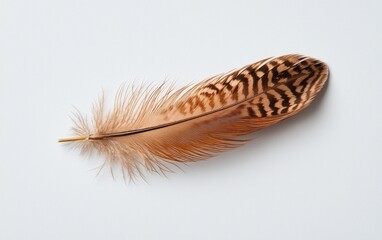 Single brown and tan bird feather with intricate markings rests on a light gray background.  The feather's details are sharp and clear, highlighting its texture and pattern. The image is simple and