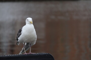 カモメ