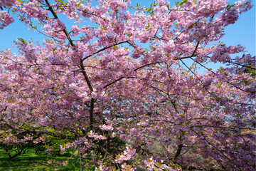 静豊園の河津桜