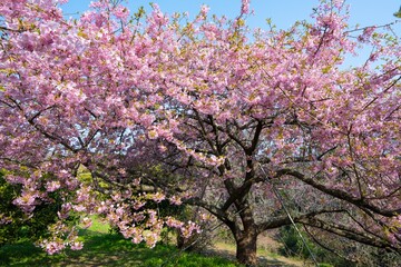 Fototapeta premium 静豊園の河津桜