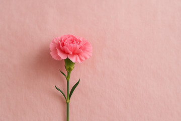 Single pink carnation on soft textured background – やさしい質感の背景に咲く一輪のピンクカーネーション

