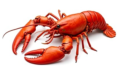 Whole Fresh Lobster. Red raw lobster with claws extended on white background, high-resolution seafood photography.
