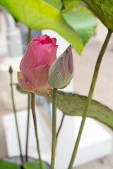 Pink lotus buds with green leaves close-up