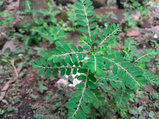 Green meniran plant (phyllanthus urinaria) in the plantation. Beneficial for health. With natural background