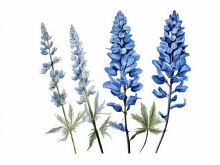 Naklejka premium a Large pink and blue hydrangea flowers blooming.