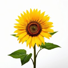 Obraz premium an AI Image Generator, Bright Yellow Sunflowers on White Background