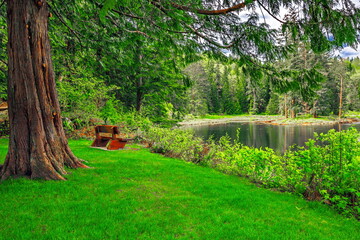 Forest  Lake in Nature Park covered with water plants,  bench for rest on the shore,  green forest and cloudy sky 