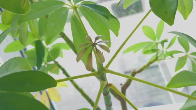 A very exotic plant in a pot
