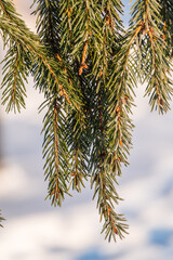 Obraz premium Green fir branches in winter covered with snow