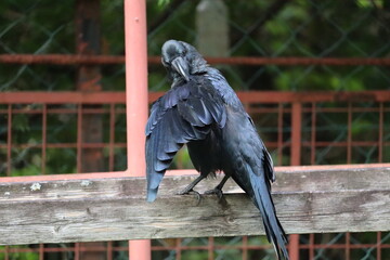 カラス