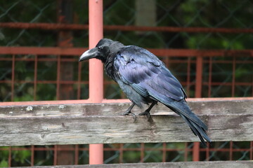 カラス