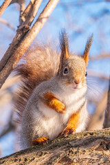 The squirrel sits on a branches without leaves in the winter or autumn