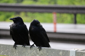 Obraz premium カラス