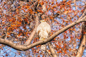 A Eurasian sparrowhawk perched on a branch of a tree outdoors.