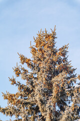 Green spruce branches with needles and cones against a blue sky in winter. Many cones on spruce. Fir tree.