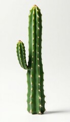 Naklejka premium Single stem of a cactus isolated on white background, botanical, desert, solo
