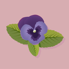 purple pansies with green leaves