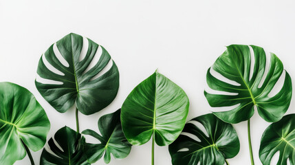 Obraz premium Lush green leaves create vibrant and calming atmosphere