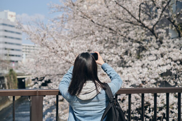 神田川沿いの満開の桜の写真をスマートフォンで撮影する女性の後ろ姿