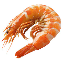 Shrimp PNG fresh shrimp PNG shrimp seafood PNG raw shrimp PNG transparent background image