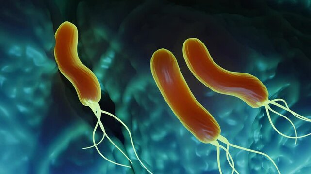 Helicobacter pylori bacteria, is a gram-negative, flagellated, helical bacterium. Mutants can have a rod or curved rod shape that exhibits less virulence