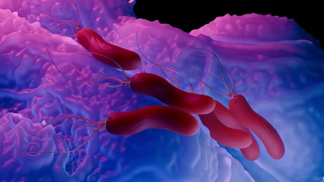 Helicobacter pylori bacteria, is a gram-negative, flagellated, helical bacterium. Mutants can have a rod or curved rod shape that exhibits less virulence