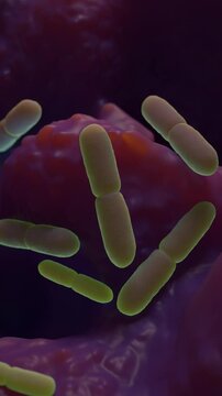 Lactobacillus are a diverse group of lactic acid-producing bacteria with significant importance in human and animal health, food fermentation, and preservation